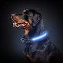 Collier lumineux LED rechargeable pour chiens - Exclusif en ligne