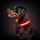 Collier lumineux LED rechargeable pour chiens - Exclusif en ligne