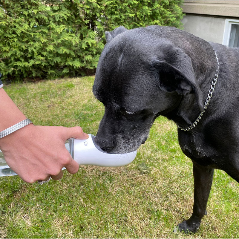 Bouteille d'eau pour chien