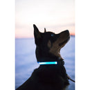 LED Light Collar for Dogs
