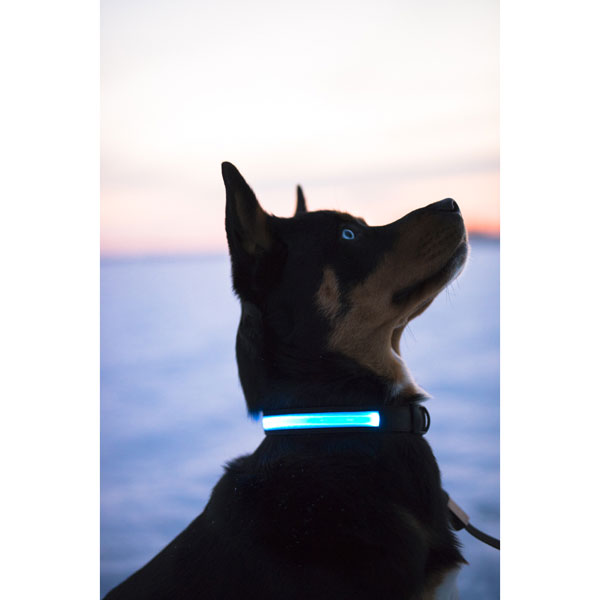 Collier lumineux au LED pour chiens