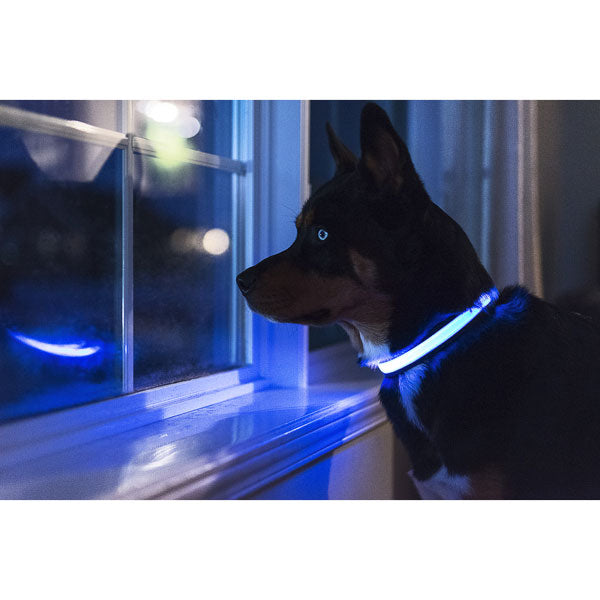 Collier lumineux au LED pour chiens