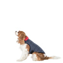 Veste pour chien Kimmi X