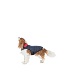 Veste pour chien Kimmi X