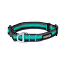 Collier pour chien Backtrack