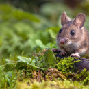 Tubes anti-tiques paquet de 12